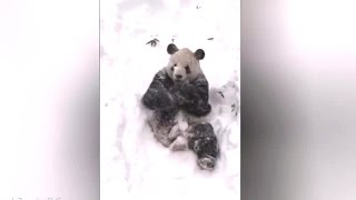 Panda Tumbles Around the Snow at National Zoo in D.C 2016