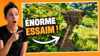 👩‍🌾 Des milliers d’abeilles dans la haie