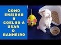 Como ensinar o coelho a usar o banheiro