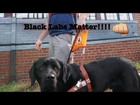 Service Dog Discrimination At The Club *BLACK LABS MATTER*