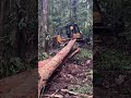 Bulldozer tarik kayu#komatsu#kayubalak#alatberat