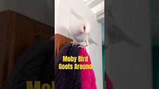Moby Bird the white starling has a little fun! #starling #birds #albino #birdwatching