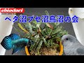 【アクアリウムライブ】ベタ沼ブセ沼鳥沼会(2024年3月30日配信)好きな人集まれ!