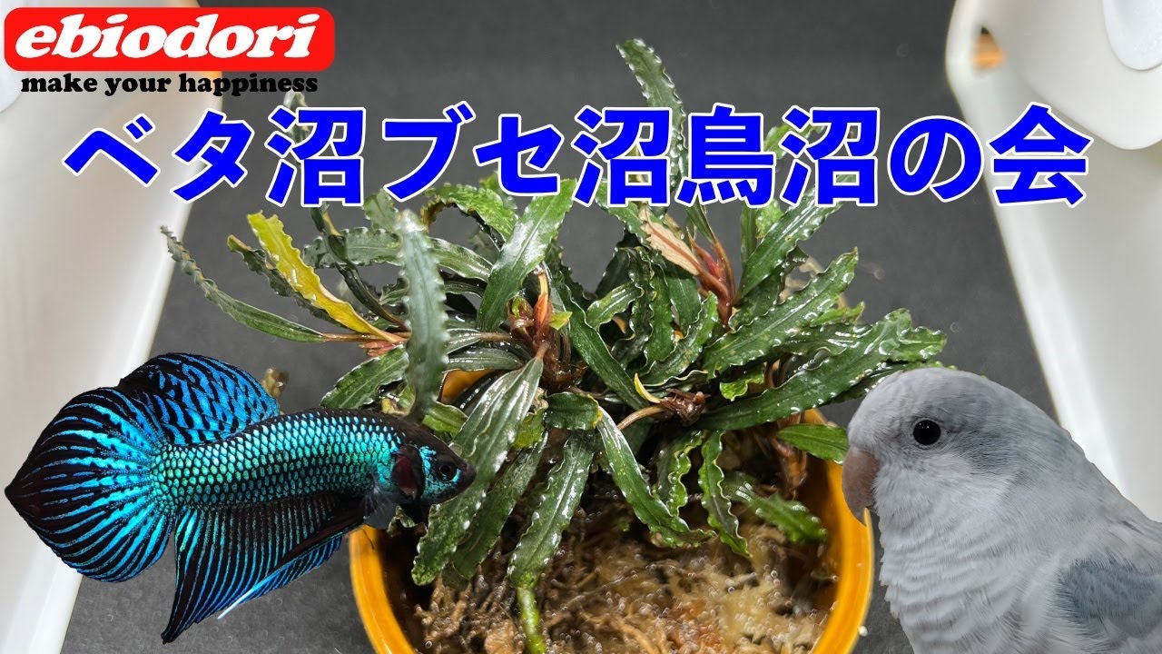 【アクアリウムライブ】ベタ沼ブセ沼鳥沼会（2024年3月30日配信）好きな人集まれ！