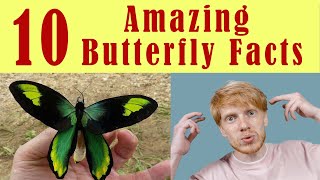 10 amazing facts about butterflies!