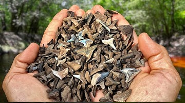 We Found Over a THOUSAND Shark Teeth in a Florida Swamp! - Fossil Hunting Challenge