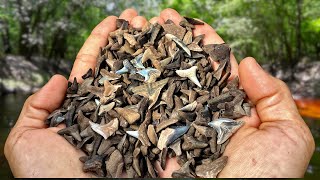We Found Over a THOUSAND Shark Teeth in a Florida Swamp! - Fossil Hunting Challenge