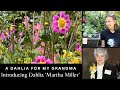 3 year dahlia breeding journey rooted dahlia cuttings of northlawn saving grace  martha miller