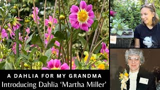 3 Year Dahlia Breeding Journey Rooted dahlia cuttings of ‘Northlawn Saving Grace’ & ‘Martha Miller’