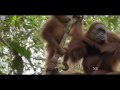 Orangotangos de Sumatra  [Documentários HD]