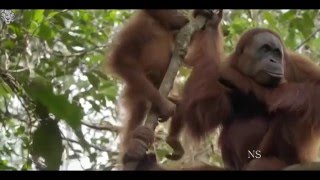 Orangotangos de Sumatra  [Documentários HD]