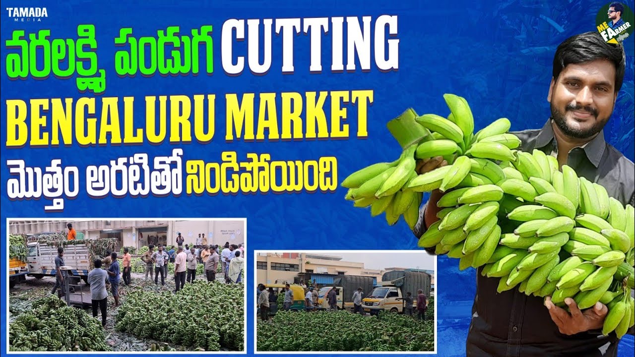 Yelakki Banana వరలక్ష్మి cutting || Bangalore Banana Market || Me Farmer || Tamada Media