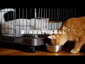【保護猫がいる暮らし】先住猫と新入り猫の対面。バトルの先に見えそうな、仲良し空気。