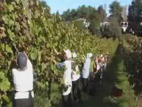 Vindimas na Quinta da Torre de Aguiã -- Arcos de Valdevez