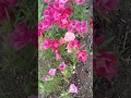 懐旧、舟木一夫さん「花言葉の唄」。また散歩中に可愛いい花を見つけました〜、ゴデチア(色待宵草)は外来種でも明治時代から親しまれてるので問題ないとか。 #automobile