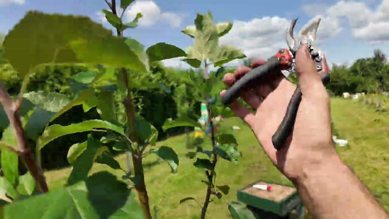 Ze špičáku do plodnosti: Po 5 letech tvořím silnou korunu 🍎✂️Radkův sad