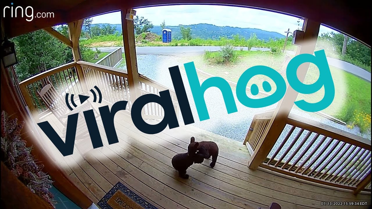 Bear Cubs Wrestle on Front Porch || ViralHog - YouTube