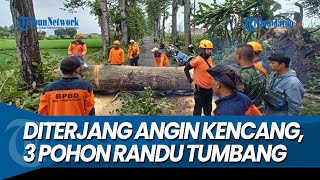 Download Lagu 3 POHON RANDU TUMBANG MELINTANG, Usai 30 Menit Diterjang Angin Kencang MP3
