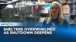 Pet Owners Struggle to Feed Their Animals Amid Delayed SNAP Payments