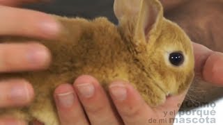 RABBITS - Rex the rabbit