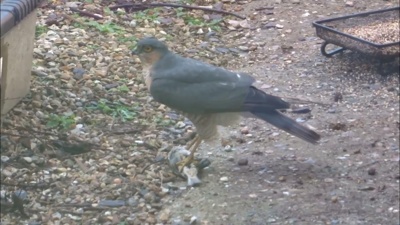 Sparrowhawk catches a sparrow YouTube