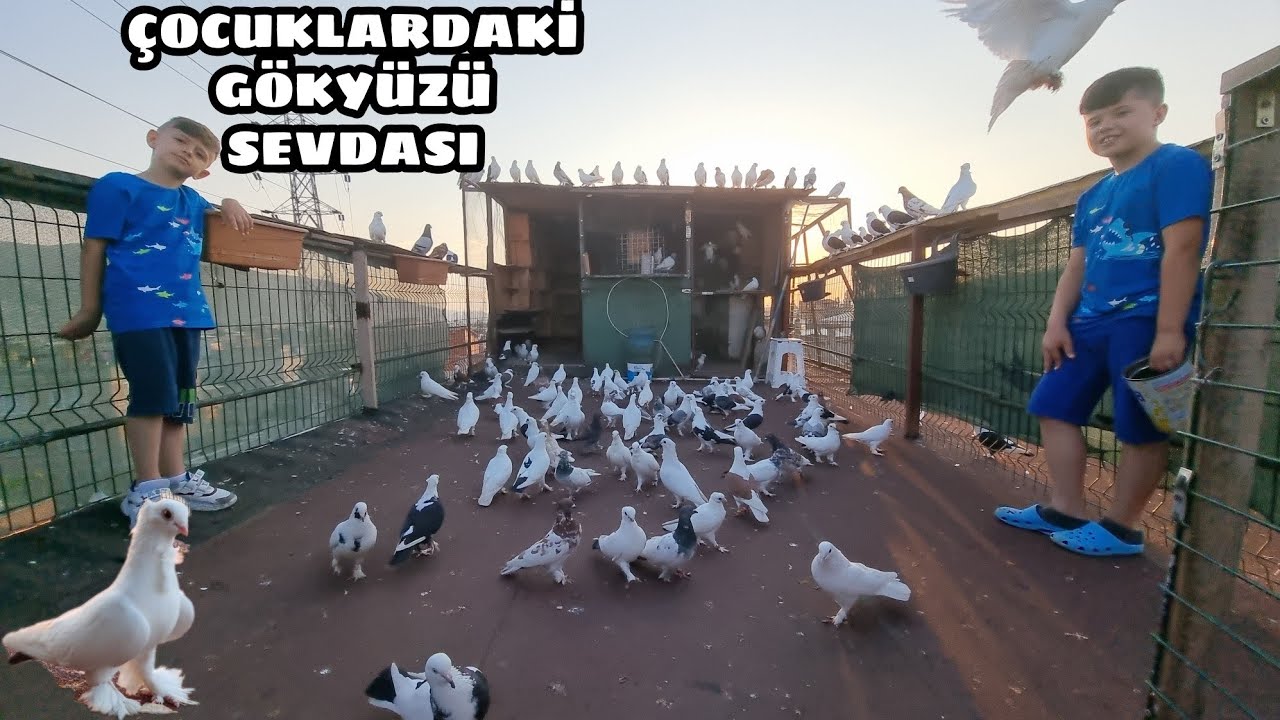 ÇOCUK DERSİNİZ AMA 200 250 TANE GÜVERCİNE BAKIYORLAR  KAÇAK YAKALIYORLAR   KAĞAN VE ABİSİ ŞANSLI