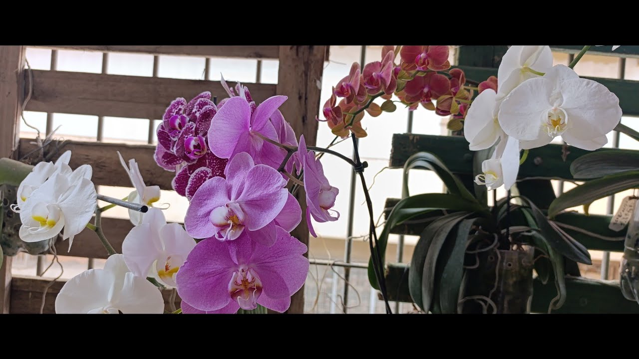 É preciso replantar  minha phalaenopsis imediatamente?