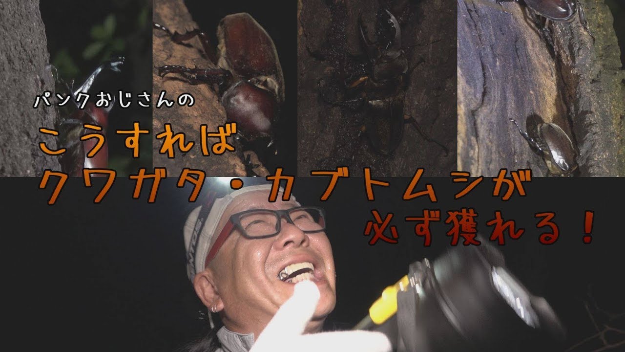 パンクおじさんの こうすればクワガタ カブトムシが必ず獲れる Youtube パンクおじさんの こうすればクワガタ カブトムシが必ず獲れる Youtube