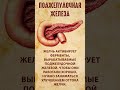 Поджелудочная железа - Советы врача - Здоровье - Отток желчи  #здоровыйобразжизни #поджелудочная