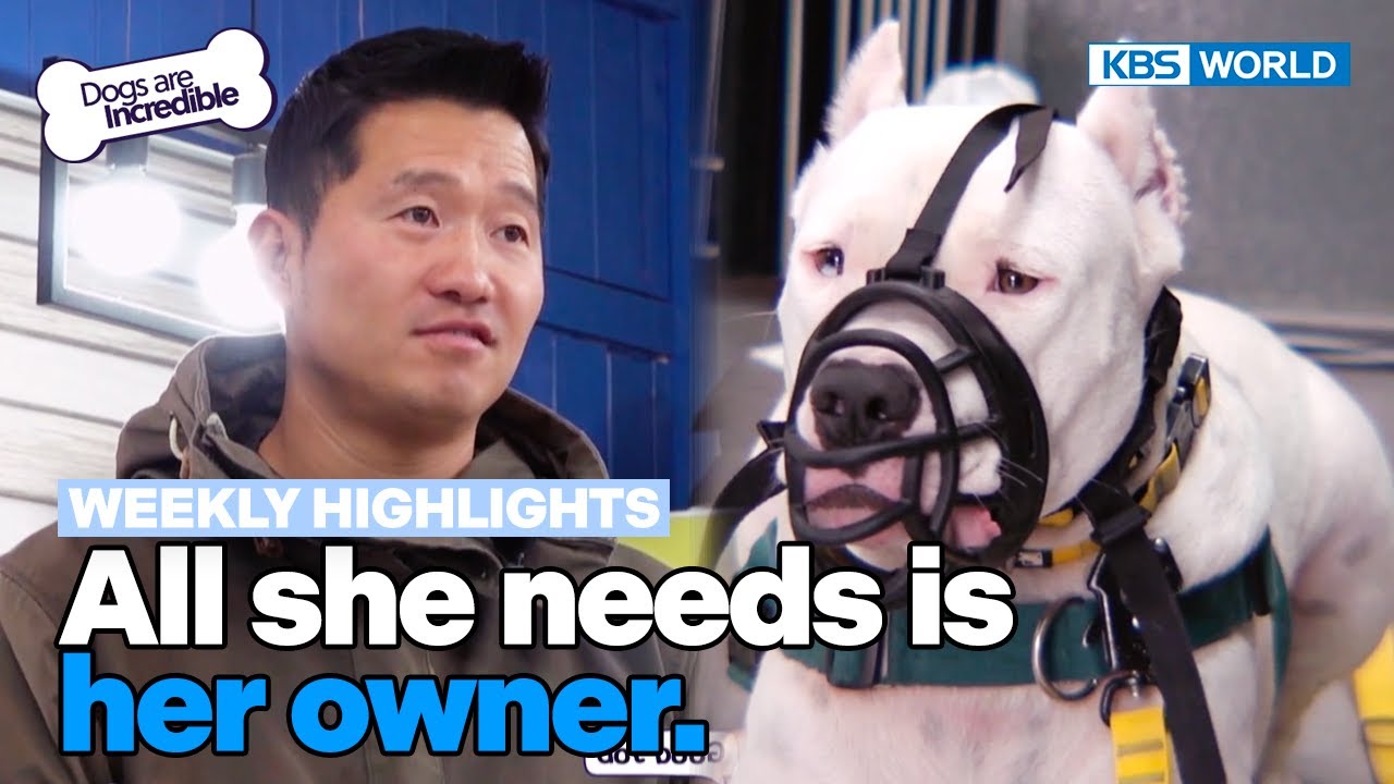 [Weekly Highlights] All she needs is her owner🥺 [Dogs Are Incredible] | KBS WORLD TV 240312