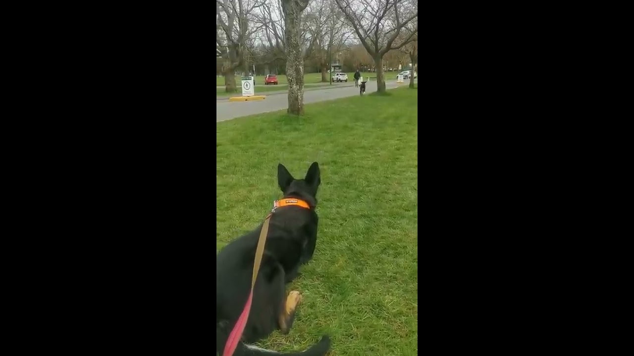 Dogs Reunite After 7 Months Of Being Apart ViralHog