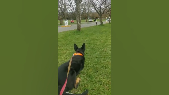 Dogs Reunite After 7-Months of Being Apart || ViralHog