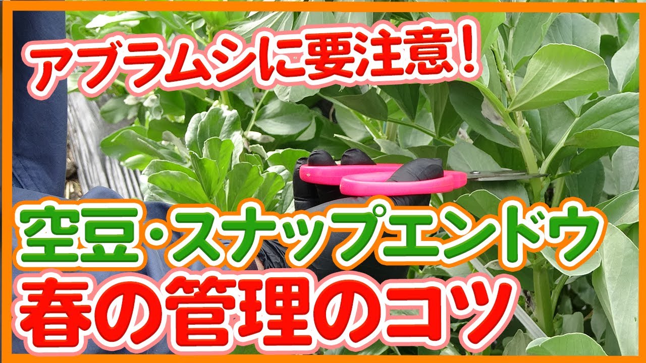 家庭菜園や農園でスナップエンドウ・そら豆栽培！春の生育管理やうどん粉病対策など徹底解説！/ Sora beans and snap peas Spring growth management.