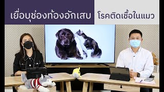 โรคเยื่อบุช่องท้องอักเสบในแมว | รายการ pet care onair