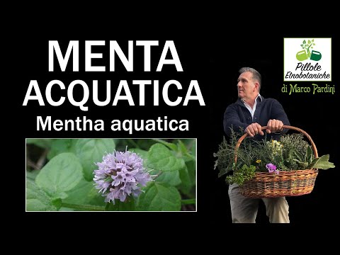 Video: Menta Acquatica