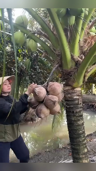Download lagu My mother's unique way of harvesting old coconuts