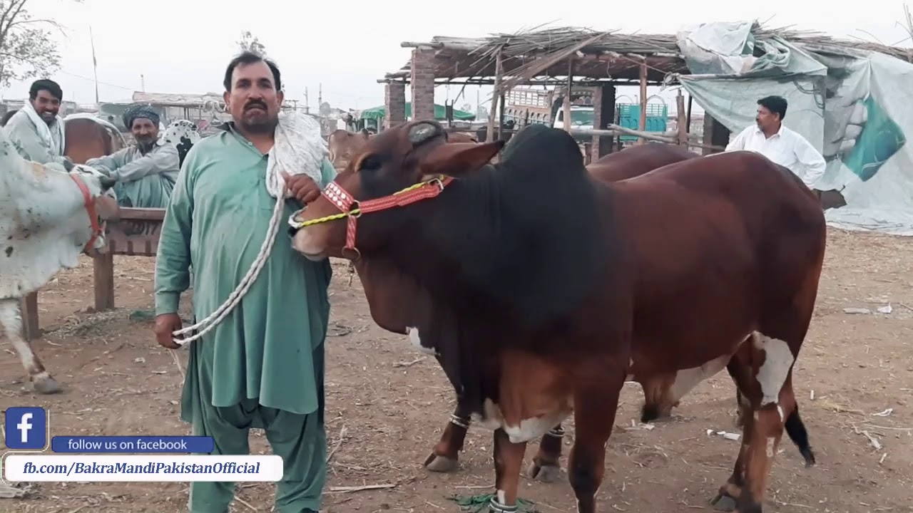 funter cow qurbani funter cow qurbani