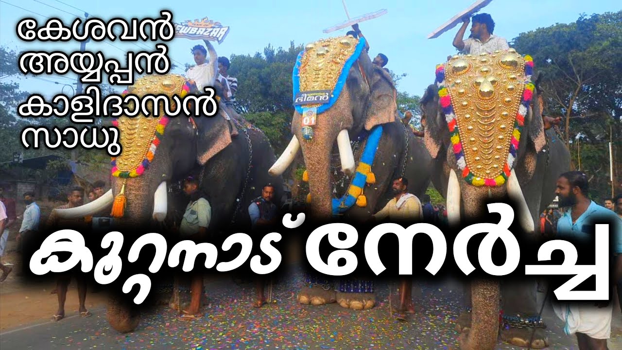 ആനകൾ നഗരം കീഴടക്കി | കൂറ്റനാട് നേർച്ച | Koottanadu Nercha | Koottanadu fest | Prasad Pattambi