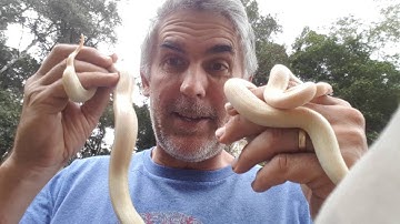 Albino Spotted Pythons - CrittaCam