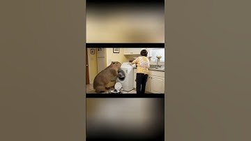 Capybara rửa chén bằng… MÁY GIẶT 🤯😂#Capybara washes dishes with... WASHING MACHINE 🤯😂