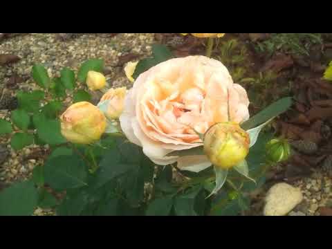 Роза Женевьев Орси (Genevieve Orsi) – характеристика и описание сорта с  фото, отзывы садоводов