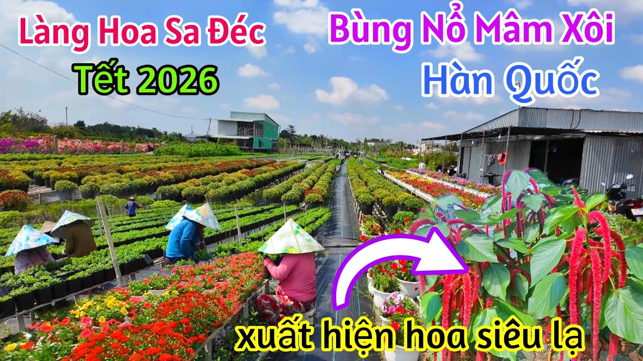 LÀNG HOA SA ĐÉC 2026 XUẤT HIỆN CÂY HOA ĐỘC LẠ TẾT BÍNH NGỌ CÚC MÂM XÔI HÀN QUỐC SẴN SÀNG PHỤC VỤ TẾT