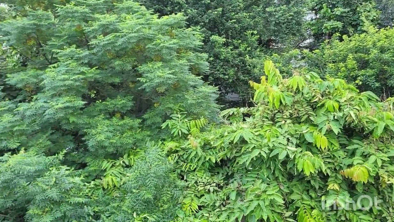 🌧️ Green Bliss or Rain Havoc? | Monsoon in the Concrete Jungle September 4, 2025