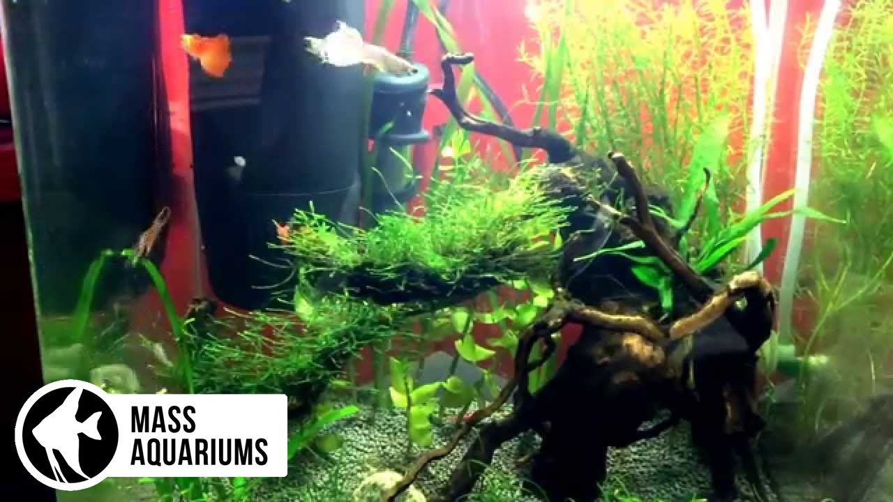 BBA Gone and New Tank Breeding endler guppies and red cherry shrimp