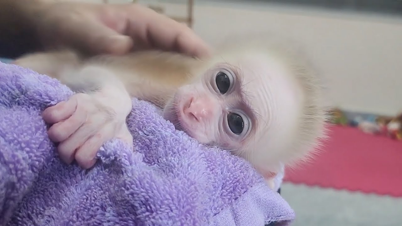 The baby monkey is relaxed and happy receiving special care from Dad!