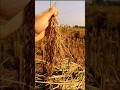 minivlog #vlog #nature #fypシ #love #india #song #chotaalivlogs #trending #life #follow #foryou #fyp