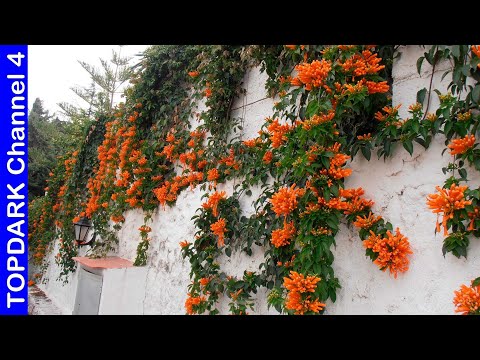 Video: Enredaderas con flores tropicales: elección de enredaderas exóticas para el jardín