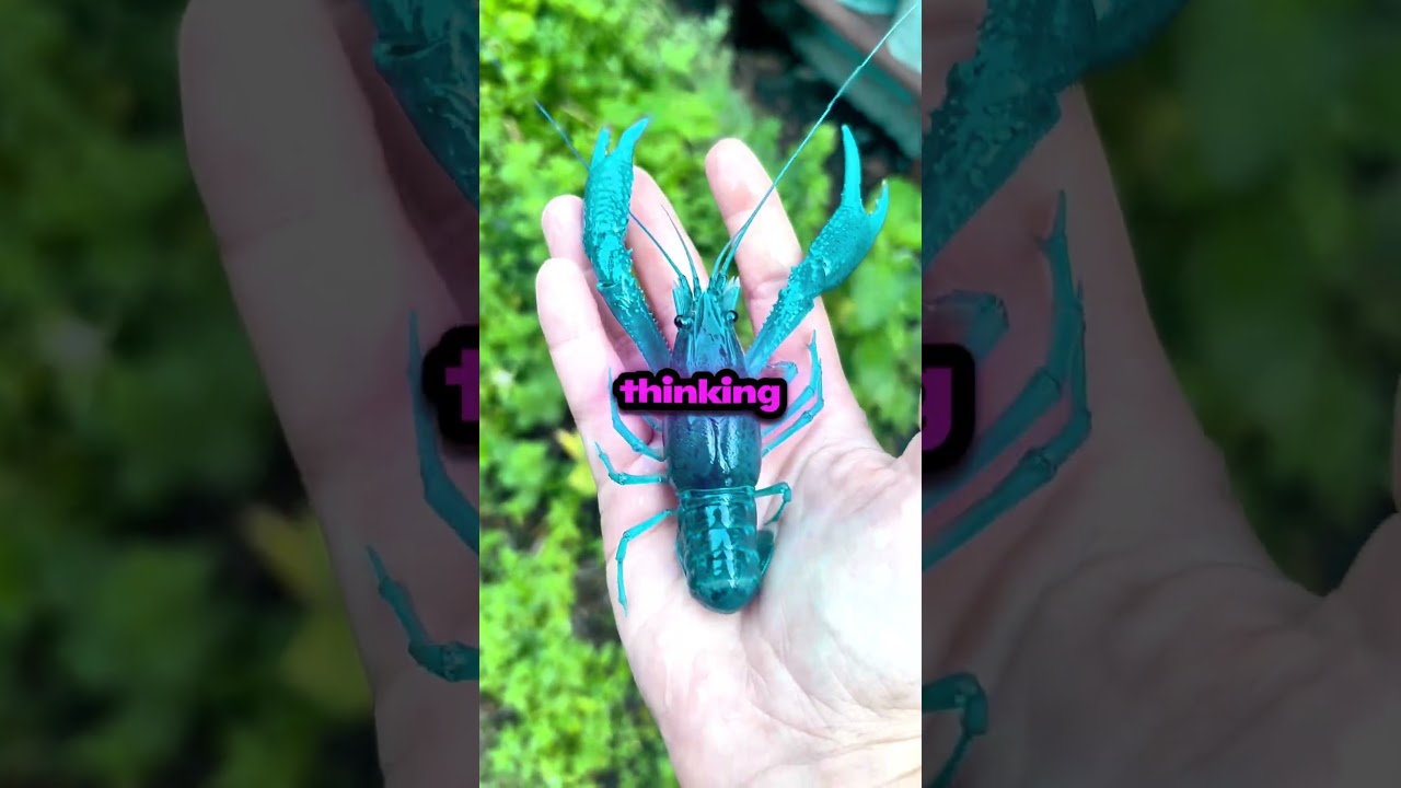 OH NO! Not The One In A Milion Blue Lobster!