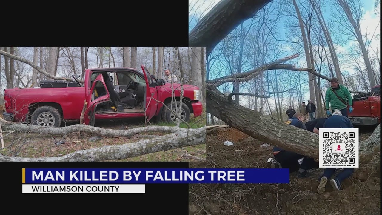 Man killed by falling tree in Williamson County - YouTube