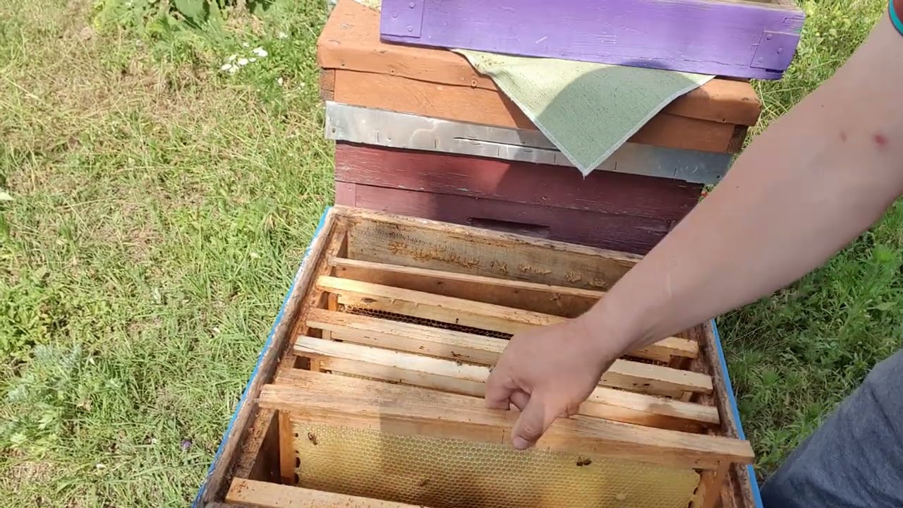 515.Unificarea fam. prin unificarea mirosului.